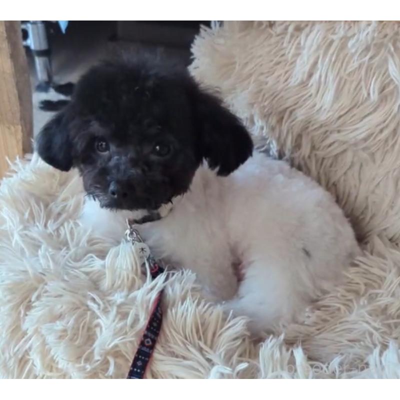 販売中の北海道のティーカッププードル-417937の4枚目