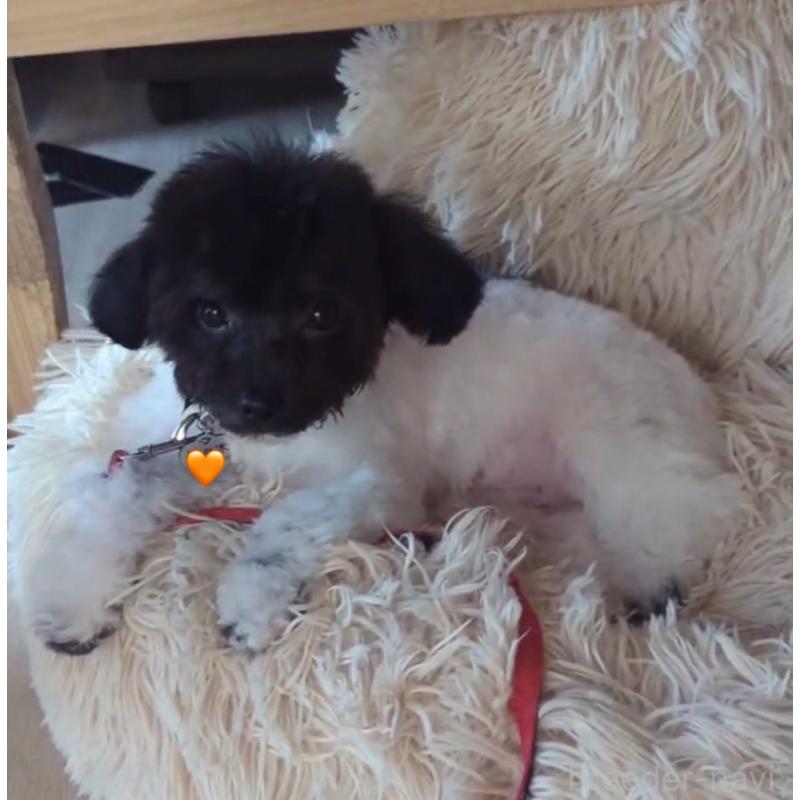 販売中の北海道のティーカッププードル-417937の3枚目