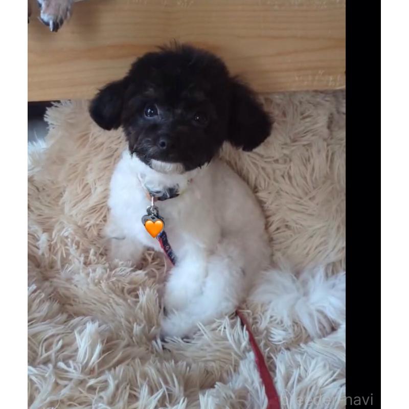 販売中の北海道のティーカッププードル-417937の2枚目