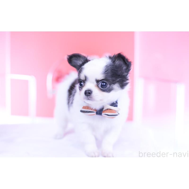 販売中の愛知県のチワワ(ロングコート)-437131の9枚目