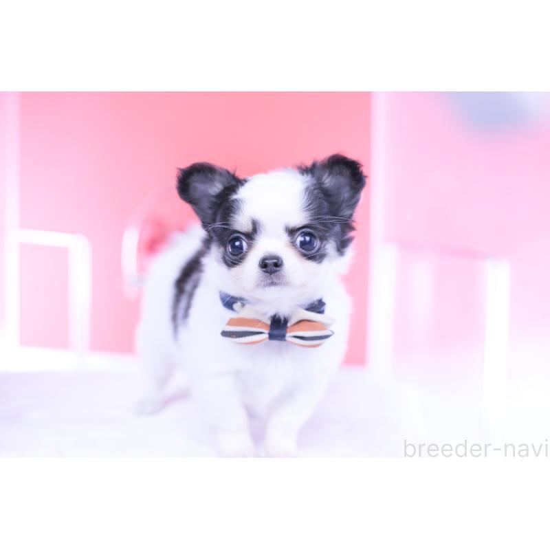 販売中の愛知県のチワワ(ロングコート)-437131の8枚目