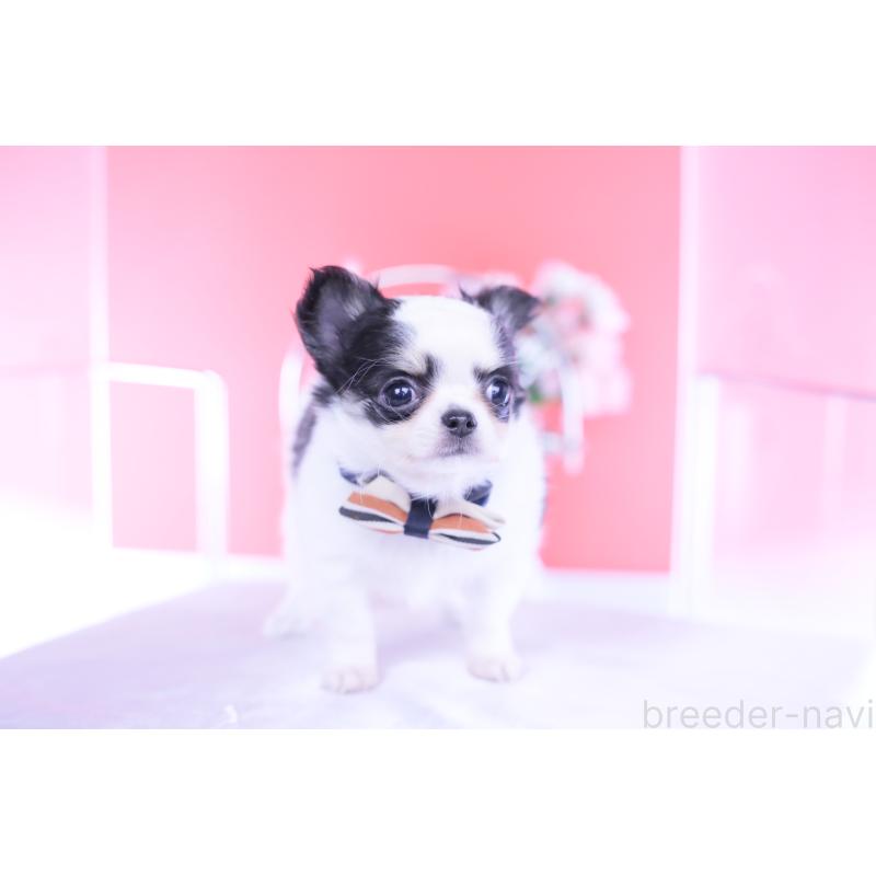 販売中の愛知県のチワワ(ロングコート)-437131の6枚目