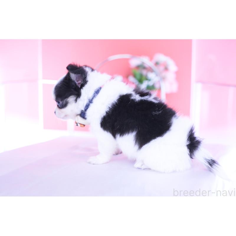 販売中の愛知県のチワワ(ロングコート)-437131の5枚目