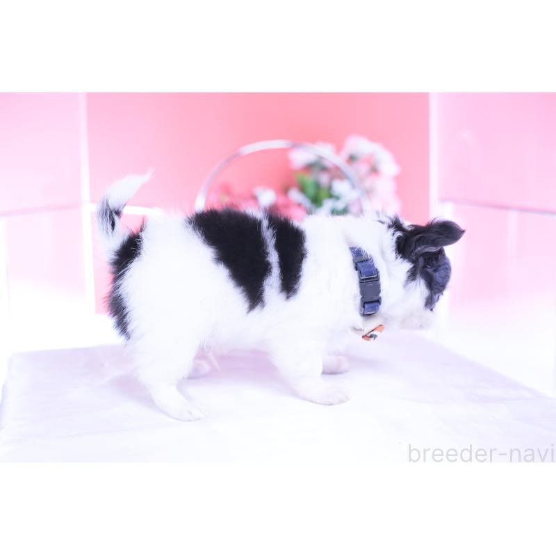 販売中の愛知県のチワワ(ロングコート)-437131の3枚目