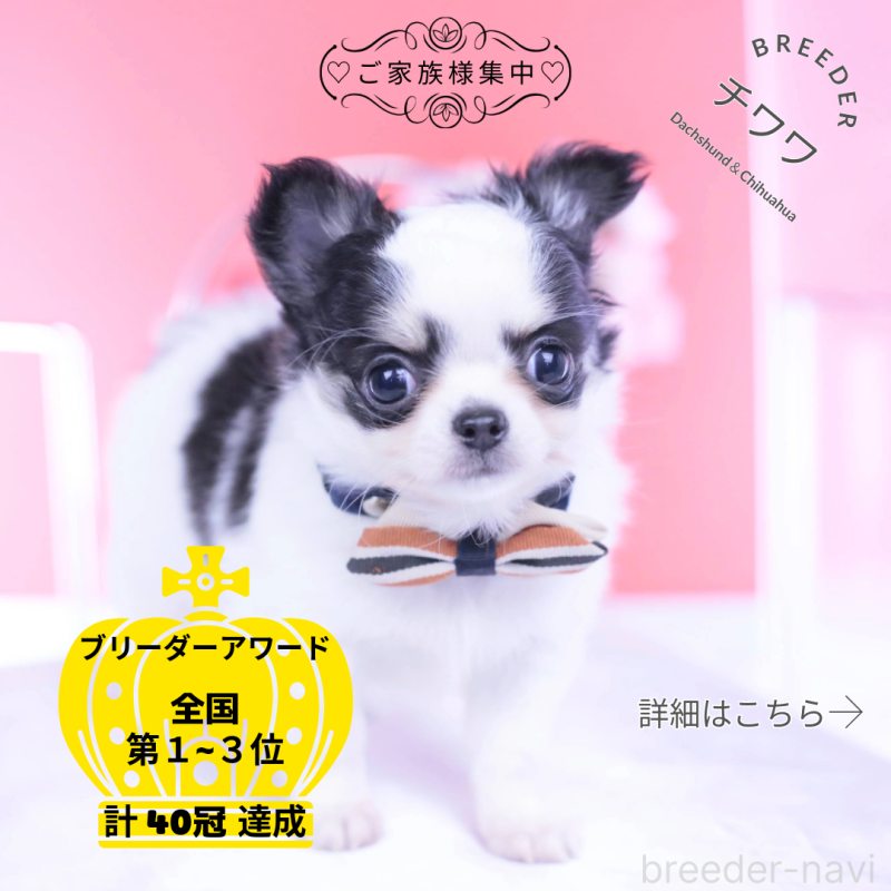 販売中の愛知県のチワワ(ロングコート)-437131