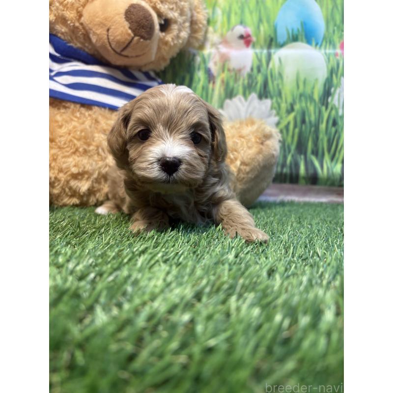 販売中の神奈川県のマルプー:マルチーズ×トイプードル-439642の4枚目