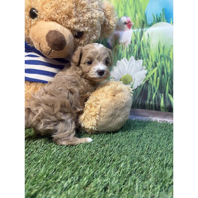 販売中の神奈川県のマルプー:マルチーズ×トイプードル-439642の3枚目