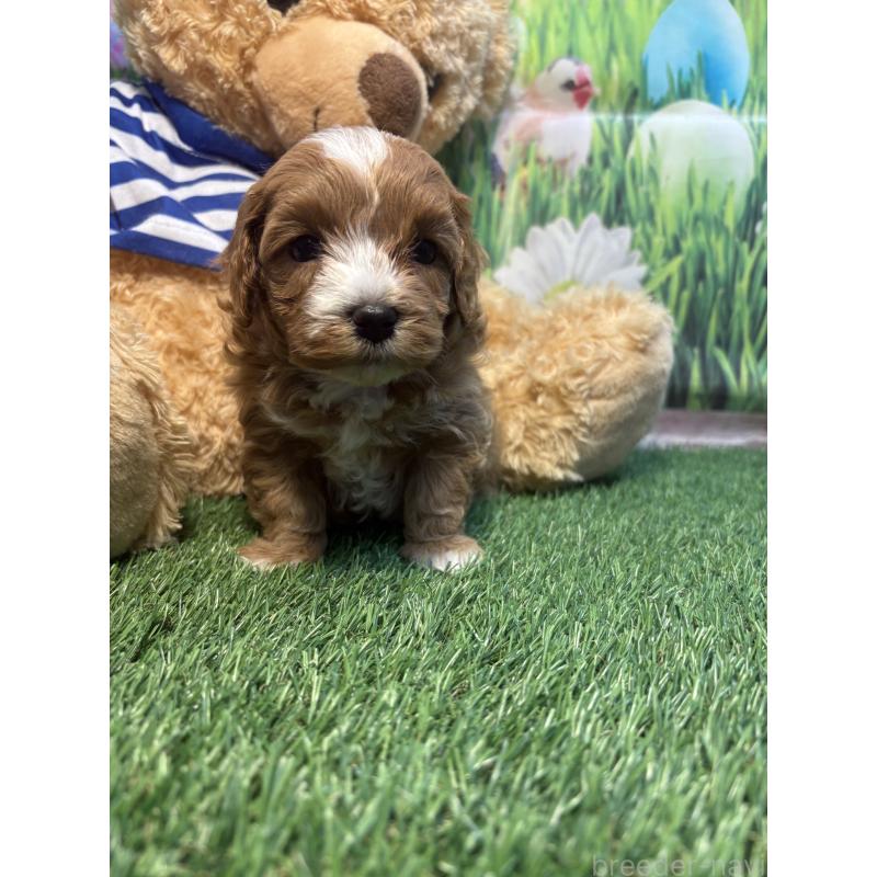 販売中の神奈川県のマルプー:マルチーズ×トイプードル-439643の3枚目