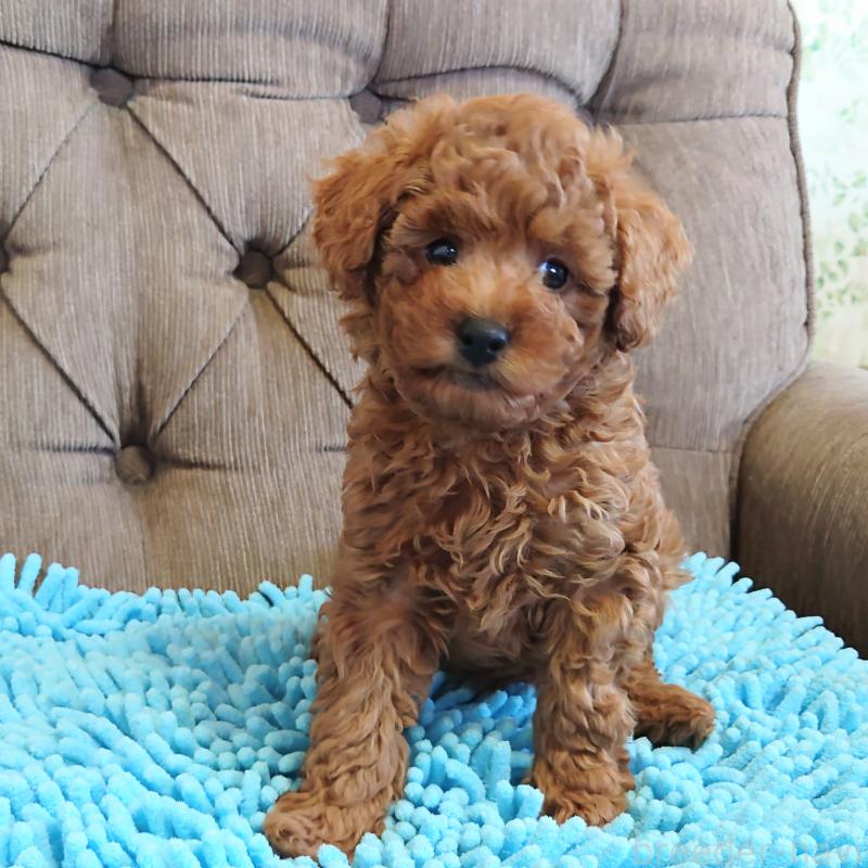 販売中の埼玉県のタイニープードル-437389の12枚目