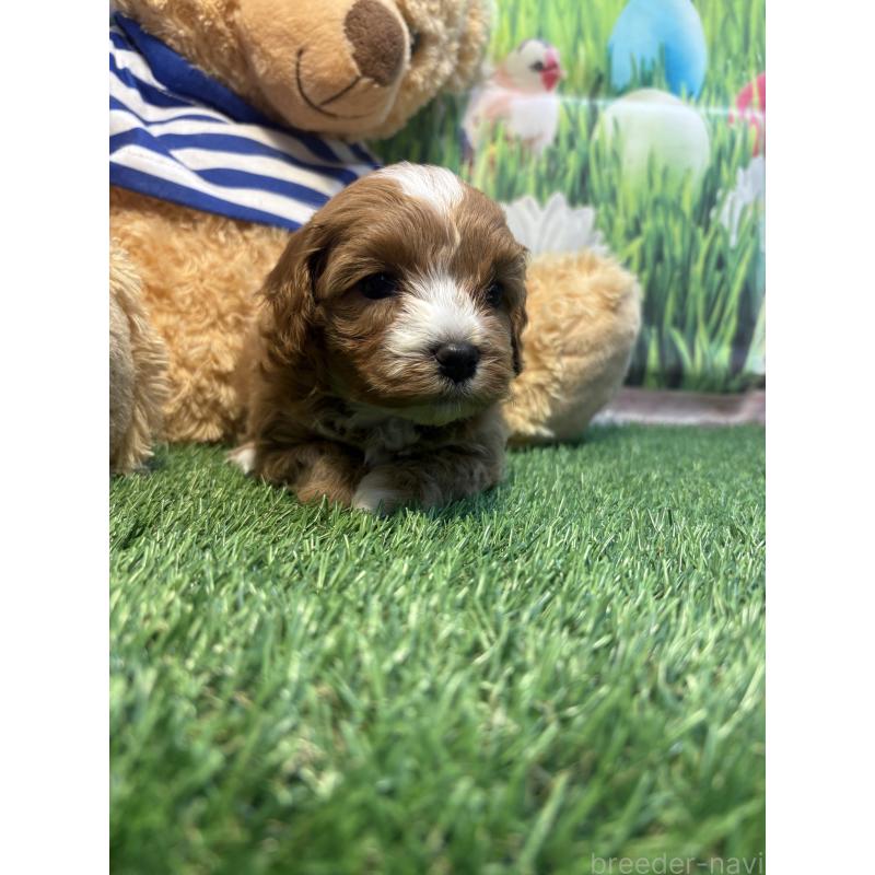 販売中の神奈川県のマルプー:マルチーズ×トイプードル-439643の2枚目