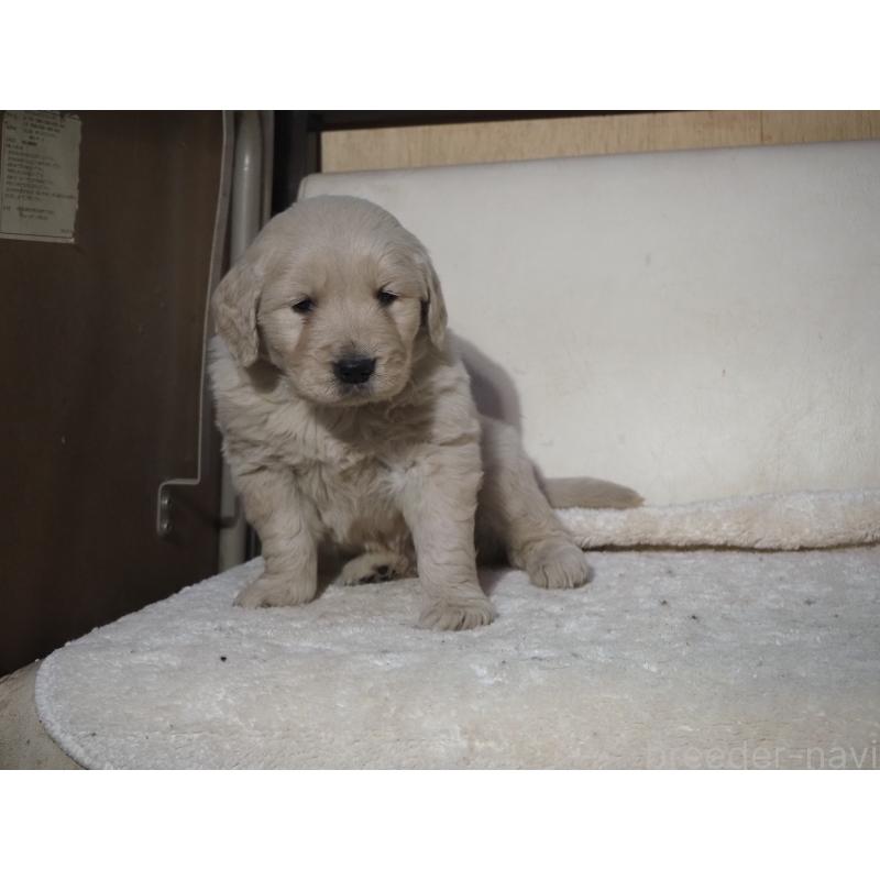 販売中の山梨県のゴールデンレトリーバー-439650の13枚目