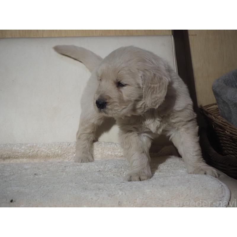 販売中の山梨県のゴールデンレトリーバー-439650の12枚目