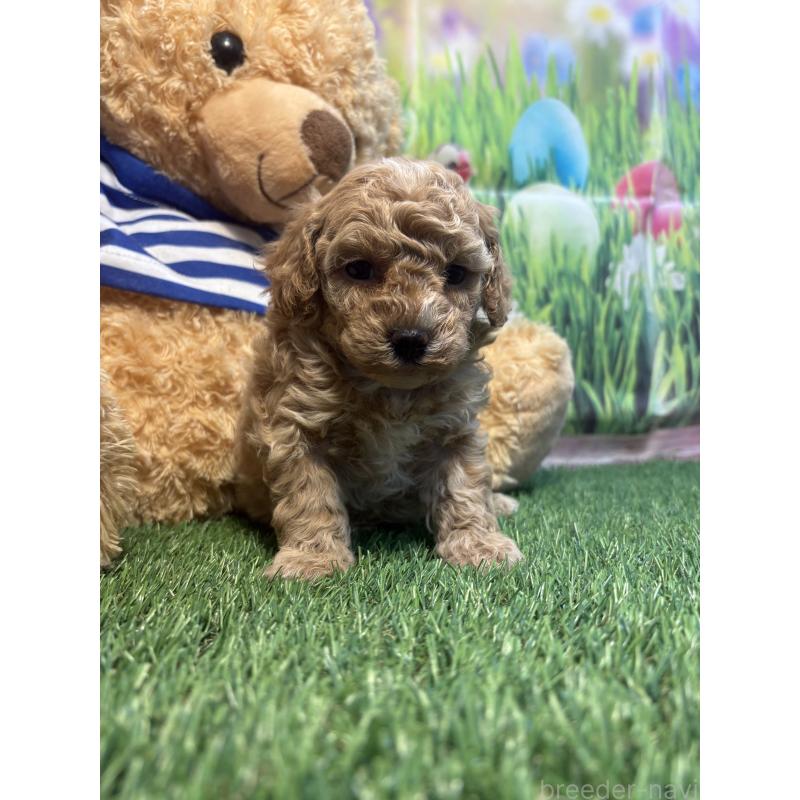 販売中の神奈川県のマルプー:マルチーズ×トイプードル-439644の4枚目