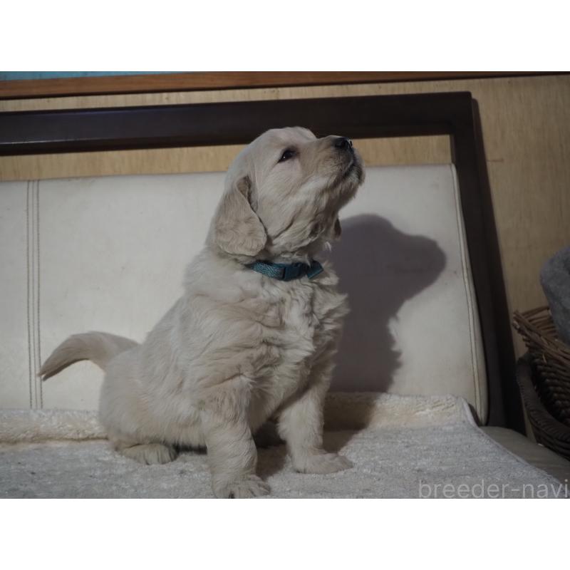 販売中の山梨県のゴールデンレトリーバー-439650の11枚目