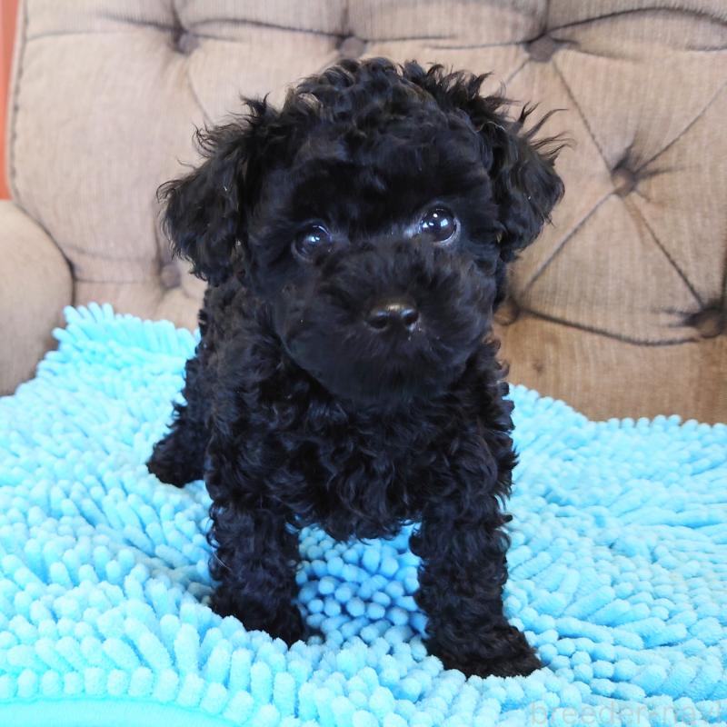 販売中の埼玉県のタイニープードル-437391の12枚目