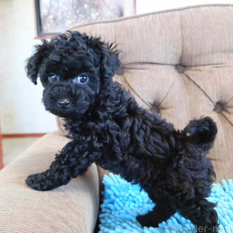 販売中の埼玉県のタイニープードル-437391の11枚目