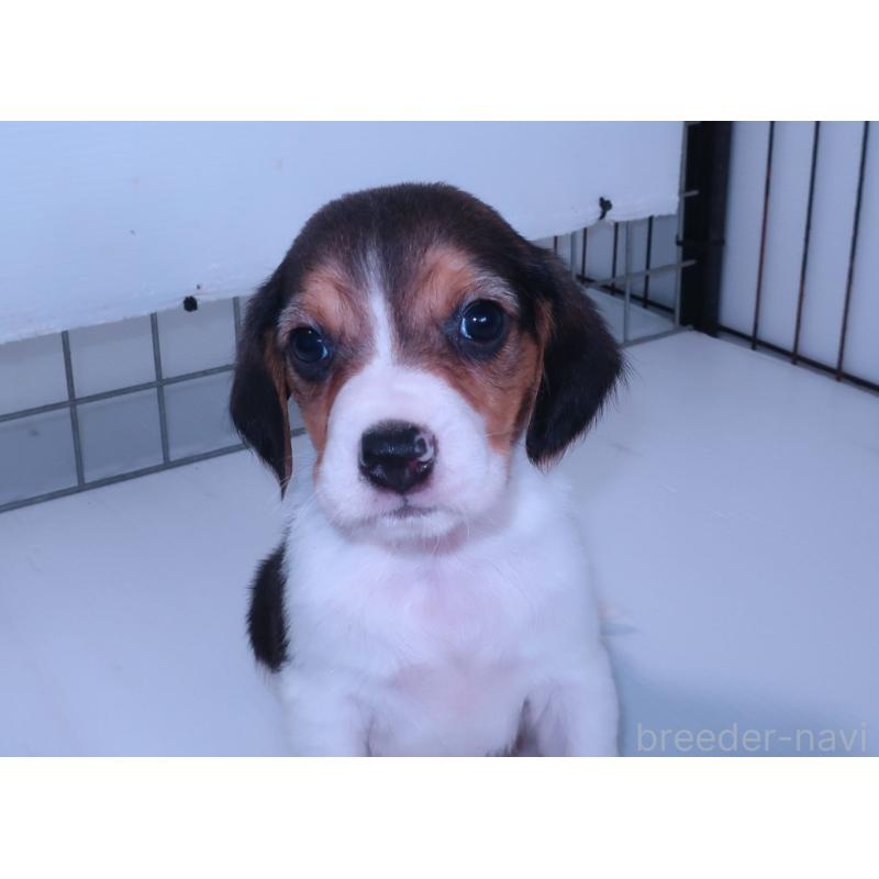 販売中の長崎県のビーグル-439645の5枚目