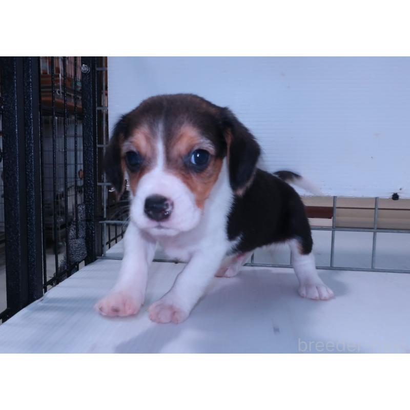 販売中の長崎県のビーグル-439645の4枚目