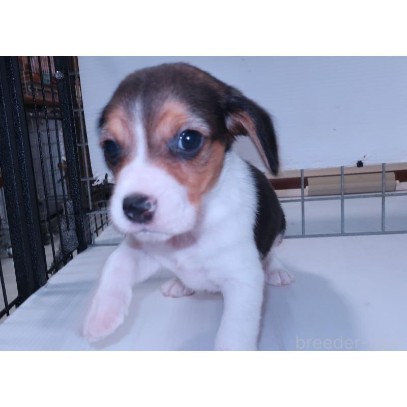 販売中の長崎県のビーグル-439645の3枚目