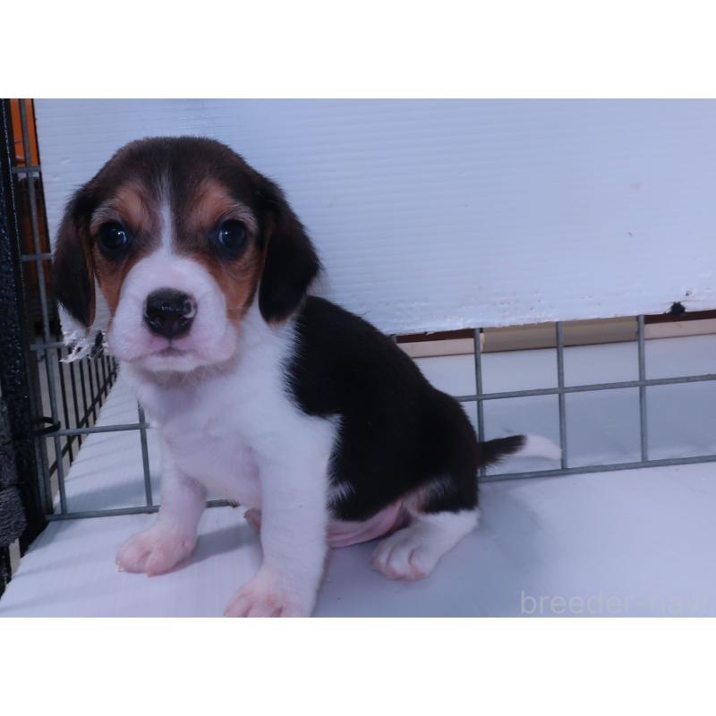 販売中の長崎県のビーグル-439645の2枚目