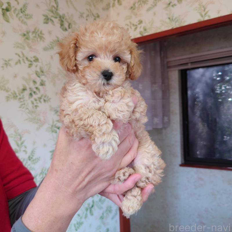 販売中の埼玉県のタイニープードル-437394の7枚目
