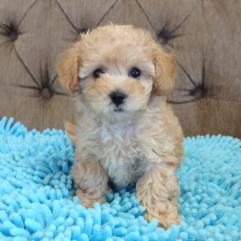 販売中の埼玉県のタイニープードル-437394の5枚目