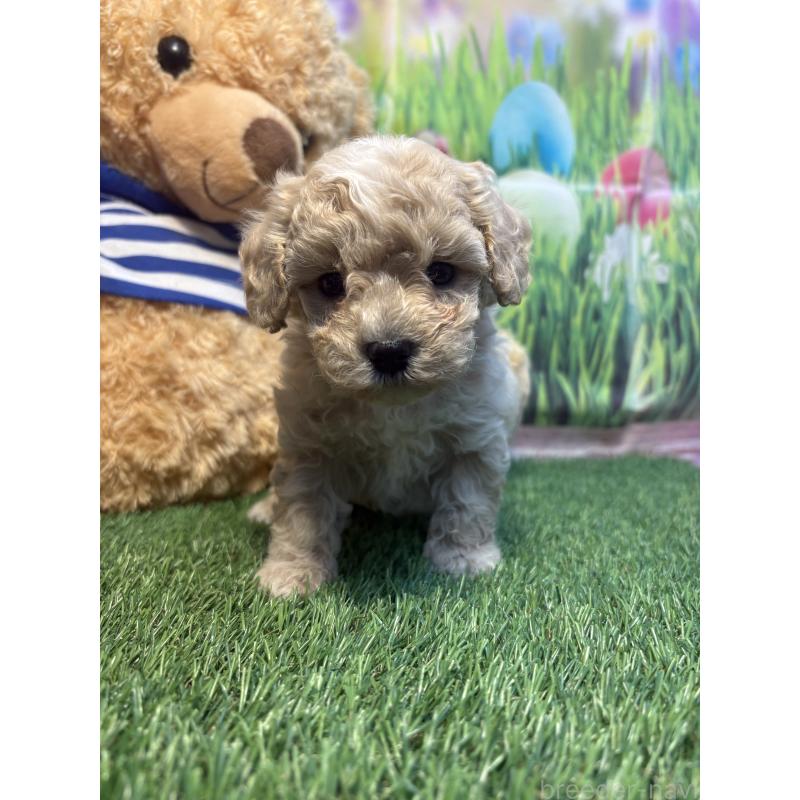 販売中の神奈川県のマルプー:マルチーズ×トイプードル-439646の3枚目