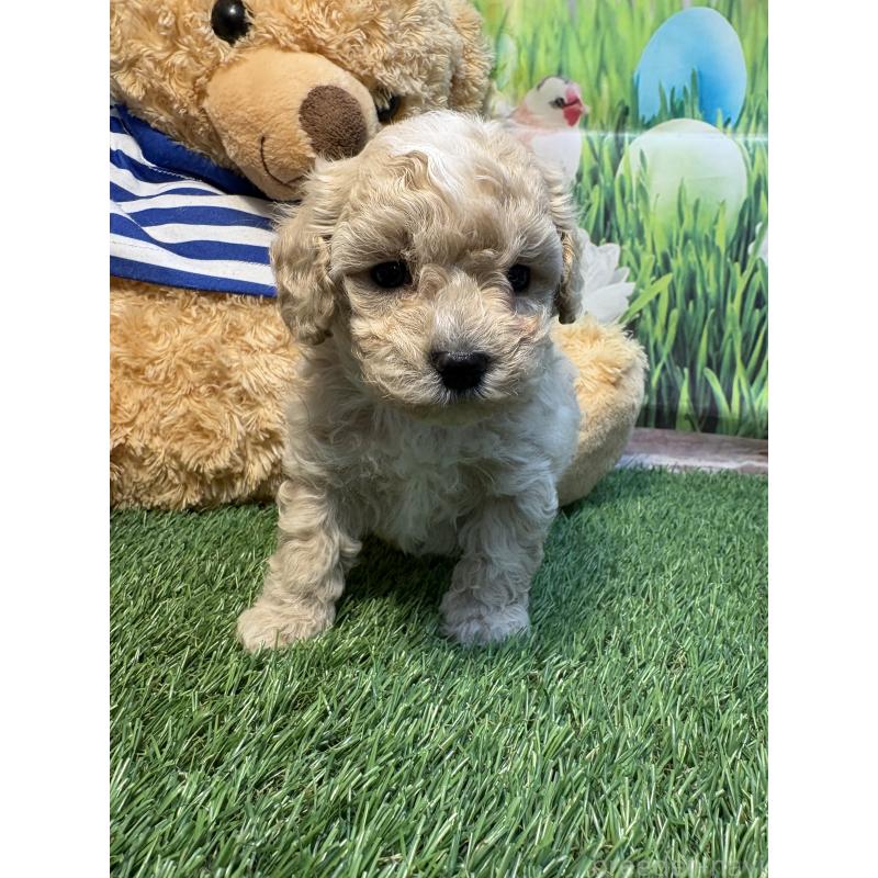 販売中の神奈川県のマルプー:マルチーズ×トイプードル-439646の2枚目