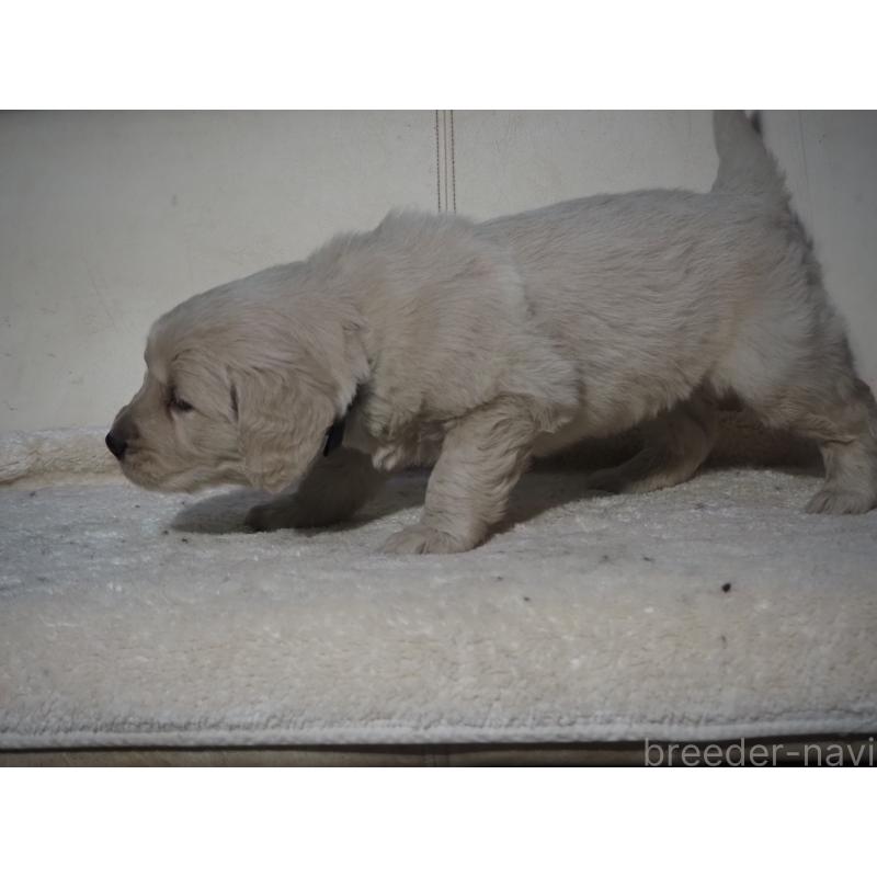 販売中の山梨県のゴールデンレトリーバー-439650の9枚目