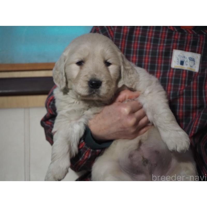 販売中の山梨県のゴールデンレトリーバー-439650の8枚目