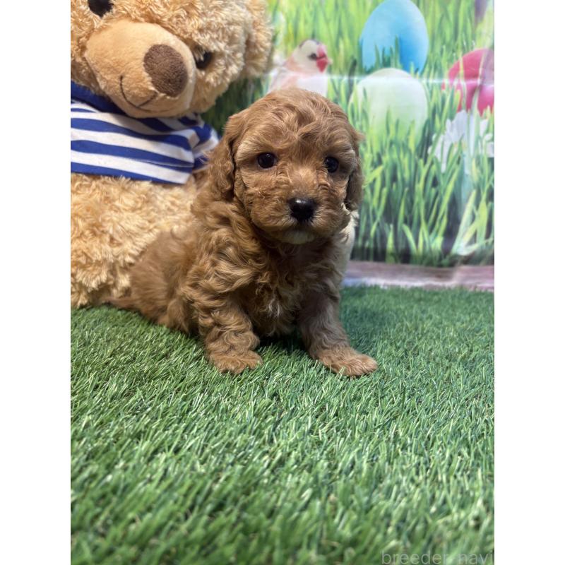 販売中の神奈川県のマルプー:マルチーズ×トイプードル-439647の4枚目