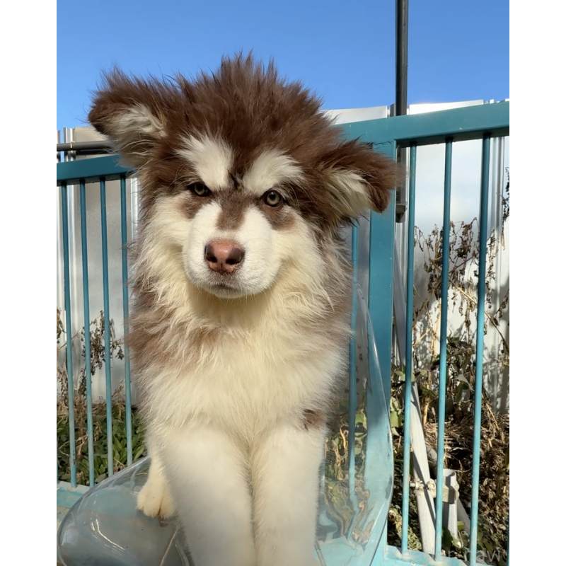 販売中の千葉県のアラスカンマラミュート-439648の4枚目