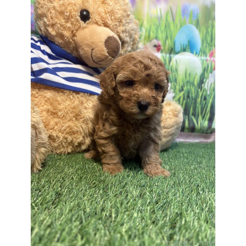 販売中の神奈川県のマルプー:マルチーズ×トイプードル-439647の3枚目