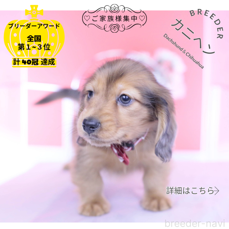 販売中ののカニンヘンダックスフンド(ロングヘアード)-437135