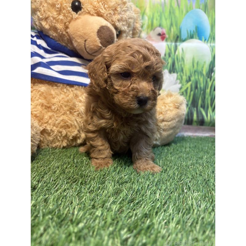 販売中の神奈川県のマルプー:マルチーズ×トイプードル-439647の2枚目