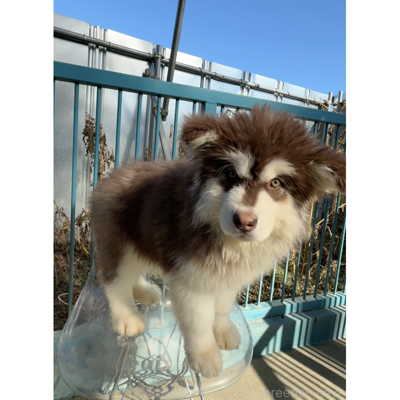 販売中の千葉県のアラスカンマラミュート-439648の3枚目