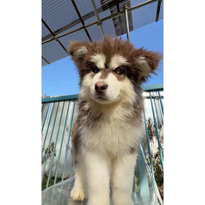 販売中の千葉県のアラスカンマラミュート-439648の2枚目