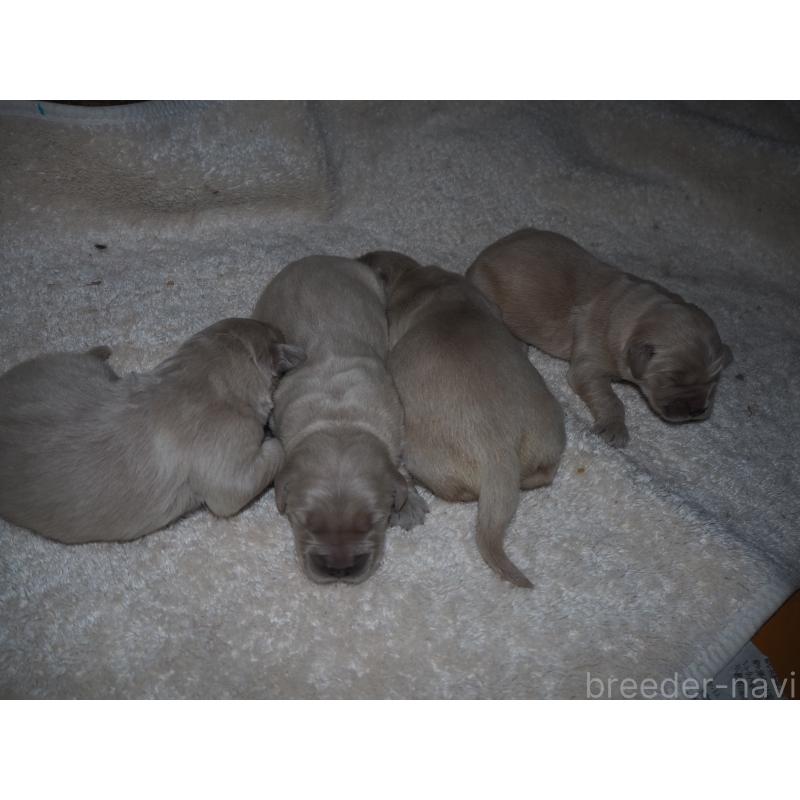 販売中の山梨県のゴールデンレトリーバー-439650の5枚目