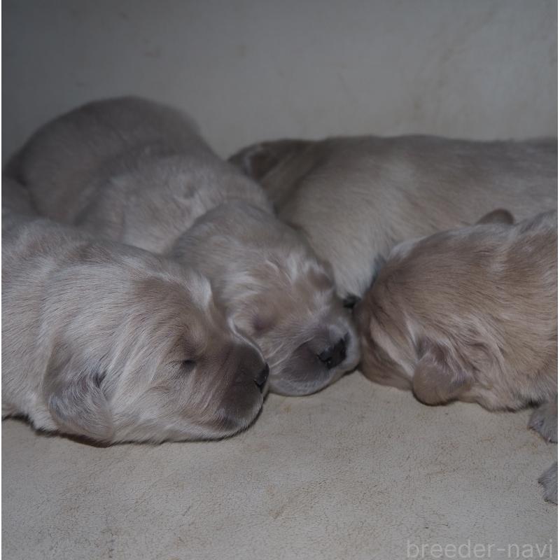 販売中の山梨県のゴールデンレトリーバー-439650の4枚目