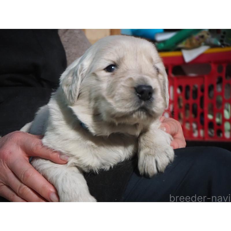 販売中の山梨県のゴールデンレトリーバー-439650の3枚目