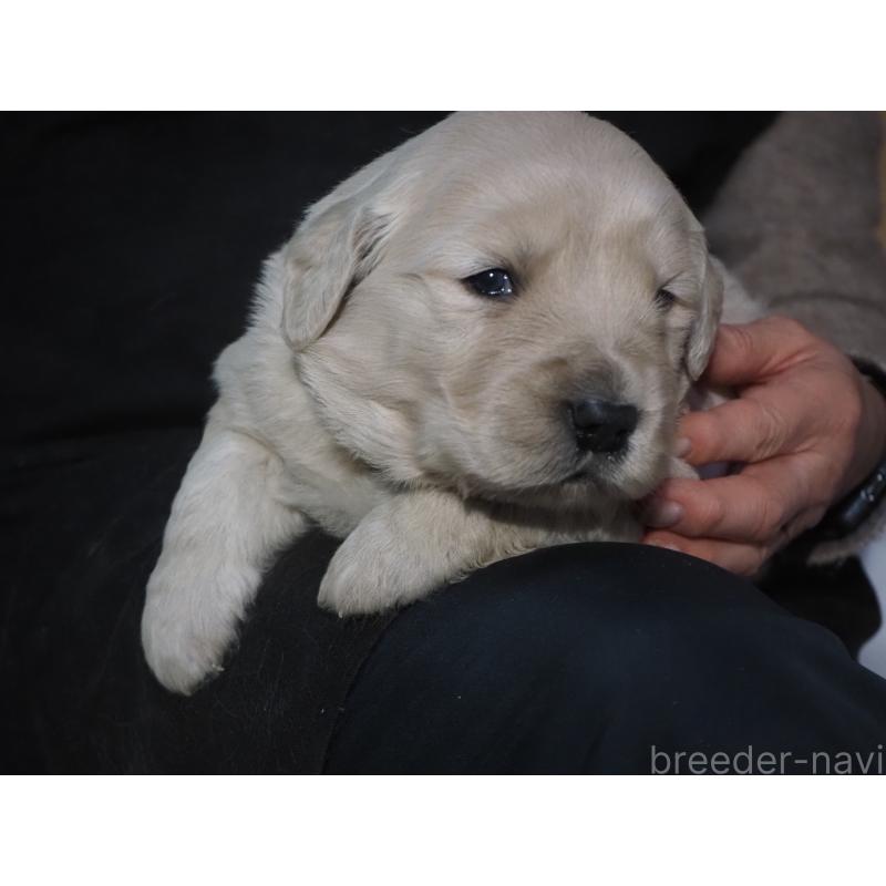 販売中の山梨県のゴールデンレトリーバー-439650の2枚目