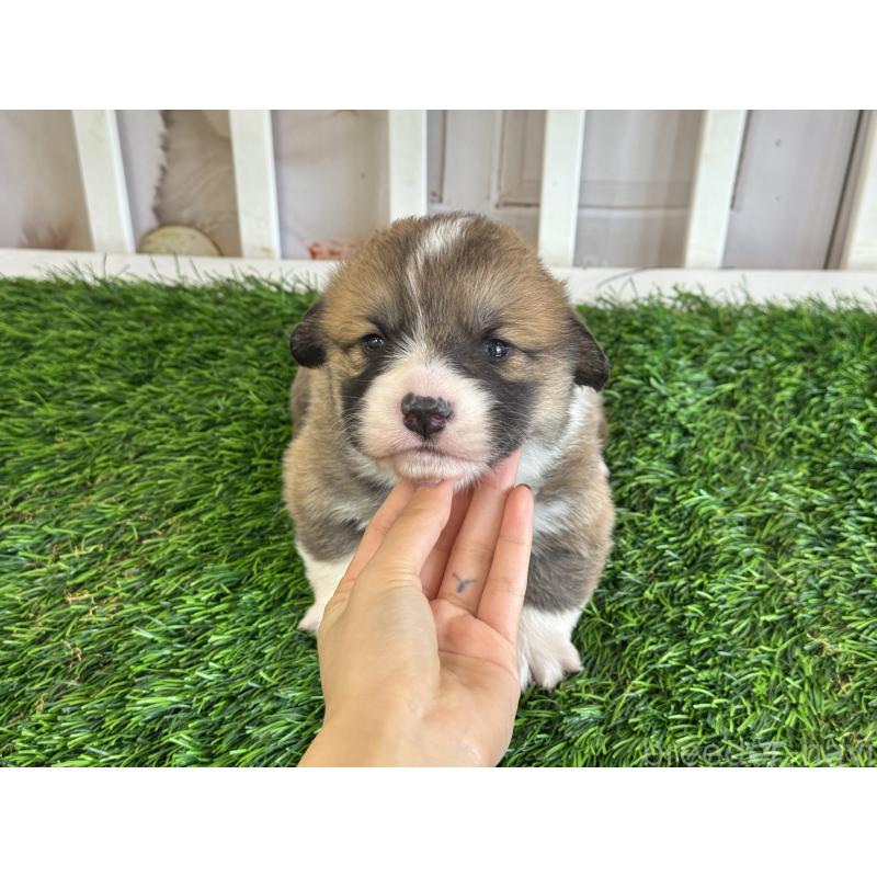 販売中の茨城県のウェルシュコーギーカーディガン-439654の5枚目