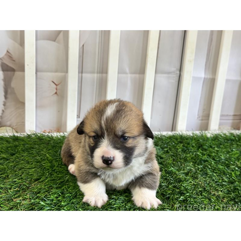 販売中の茨城県のウェルシュコーギーカーディガン-439654の4枚目