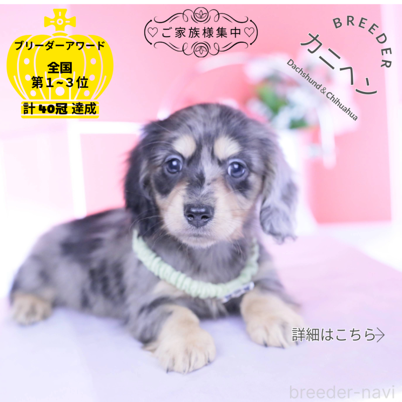 販売中の愛知県のカニンヘンダックスフンド(ロングヘアード)-437140