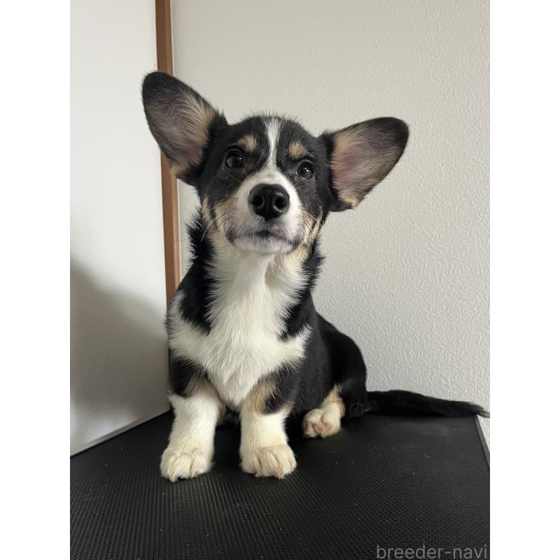 販売中の和歌山県のウェルシュコーギーペンブローク-418663の5枚目