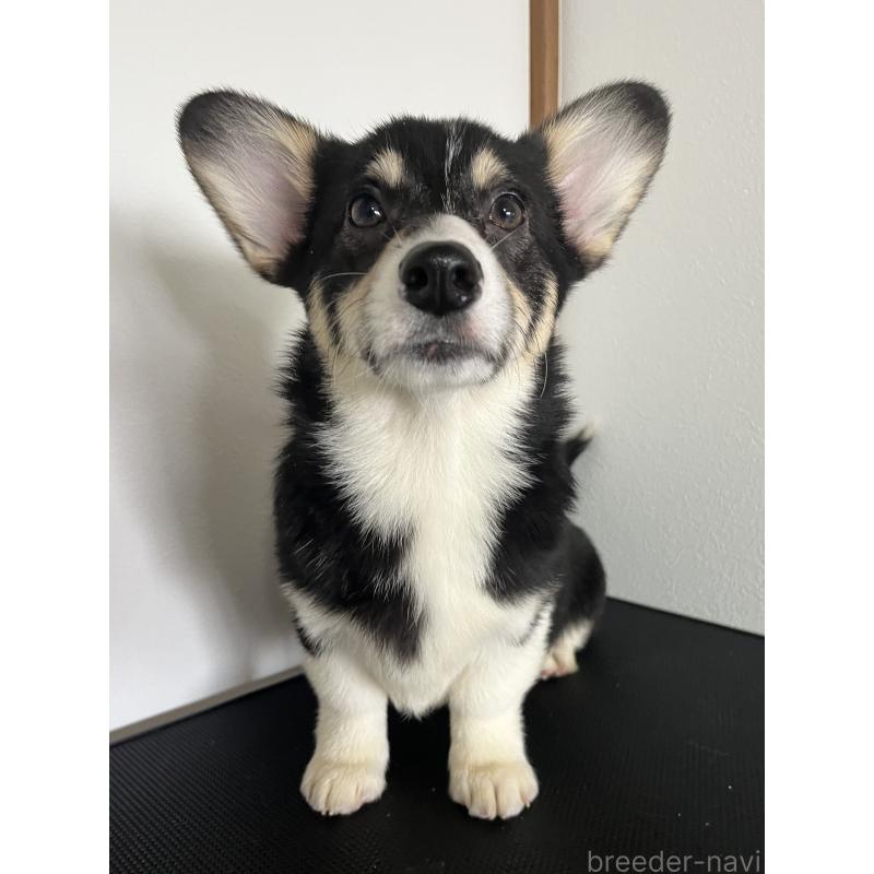 販売中の和歌山県のウェルシュコーギーペンブローク-418668