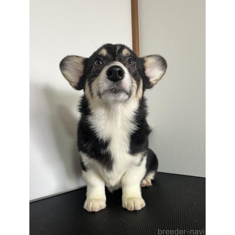 成約済の和歌山県のウェルシュコーギーペンブローク-418668の3枚目