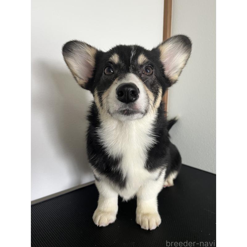 成約済の和歌山県のウェルシュコーギーペンブローク-418668の2枚目