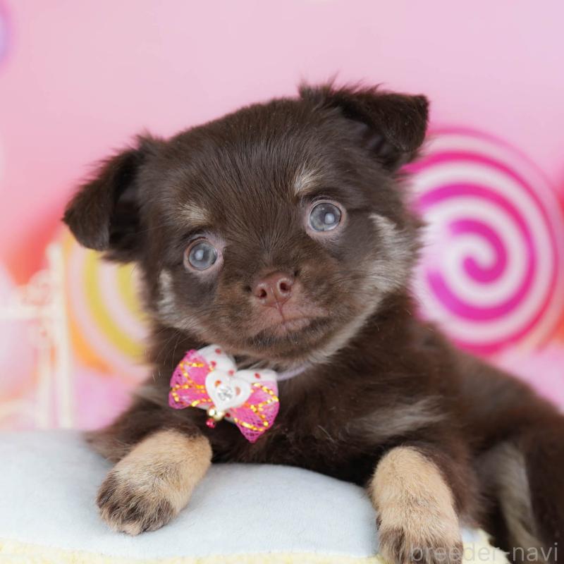 販売中の東京都のチワワ(ロングコート)-439656の6枚目