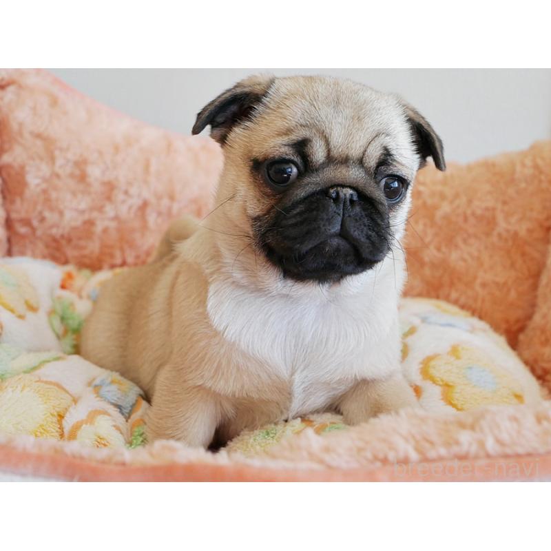 販売中の鹿児島県のパグ-423894の9枚目